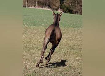 American Quarter Horse, Mare, , Black