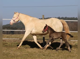 American Quarter Horse, Mare, , Black