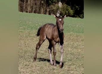 American Quarter Horse, Mare, , Black