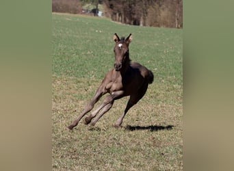 American Quarter Horse, Mare, , Black