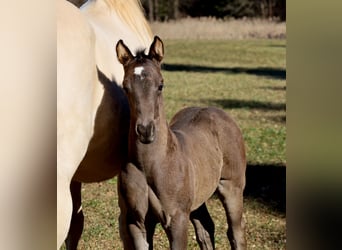 American Quarter Horse, Mare, , Black