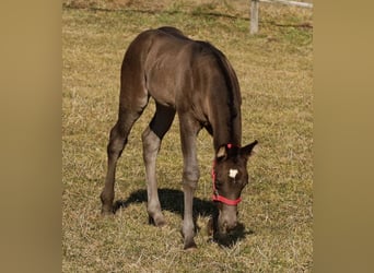 American Quarter Horse, Mare, , Black