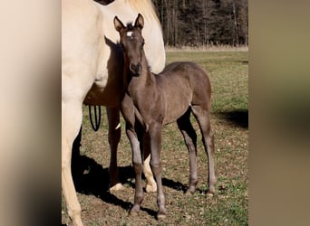 American Quarter Horse, Mare, , Black