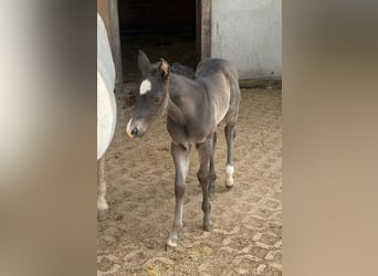 American Quarter Horse, Mare, Foal (04/2026), Black