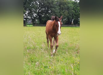 American Quarter Horse, Mare, Foal (04/2024), Brown