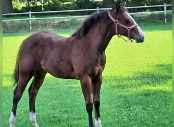 American Quarter Horse, Mare, Foal (04/2024), Brown