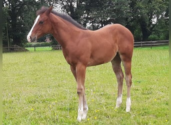 American Quarter Horse, Mare, Foal (04/2024), Brown