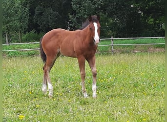 American Quarter Horse, Mare, Foal (04/2024), Brown