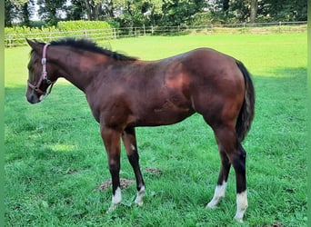 American Quarter Horse, Mare, Foal (04/2024), Brown