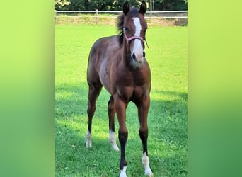 American Quarter Horse, Mare, Foal (04/2024), Brown