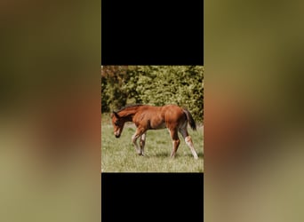 American Quarter Horse, Mare, Foal (03/2026), Brown