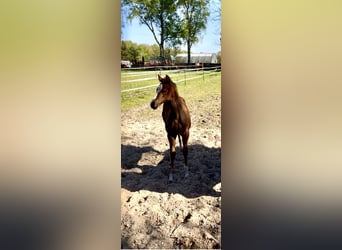 American Quarter Horse, Mare, Foal (02/2026), Brown