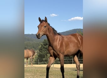 American Quarter Horse, Mare, Foal (03/2026), Brown