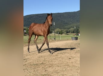 American Quarter Horse, Mare, Foal (03/2026), Brown