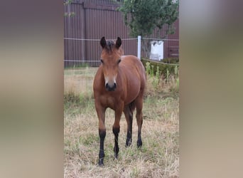 American Quarter Horse, Mare, Foal (02/2026), Brown