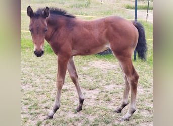American Quarter Horse, Mare, Foal (05/2025), Brown