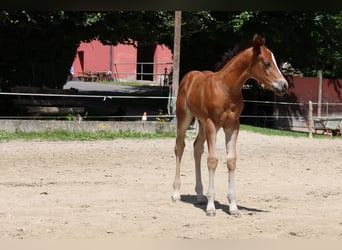 American Quarter Horse, Mare, Foal (06/2024), Brown