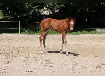 American Quarter Horse, Mare, Foal (06/2024), Brown