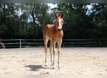 American Quarter Horse, Mare, Foal (06/2024), Brown