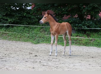 American Quarter Horse, Mare, Foal (06/2024), Brown