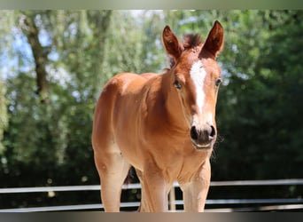 American Quarter Horse, Mare, Foal (06/2024), Brown