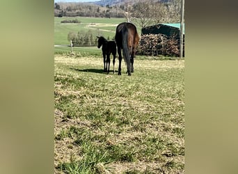 American Quarter Horse, Mare, , Brown