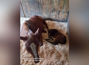American Quarter Horse, Mare, Foal (05/2025), Brown