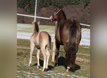 American Quarter Horse, Mare, Foal (01/2026), Buckskin
