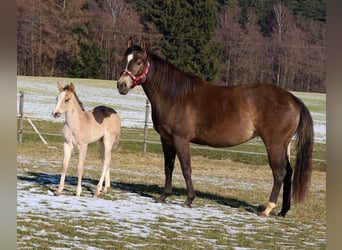 American Quarter Horse, Mare, Foal (01/2026), Buckskin