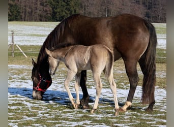 American Quarter Horse, Mare, Foal (01/2026), Buckskin