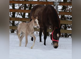 American Quarter Horse, Mare, Foal (01/2026), Buckskin