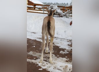 American Quarter Horse, Mare, Foal (01/2026), Buckskin