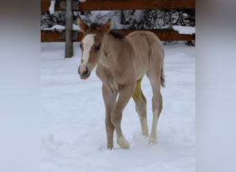 American Quarter Horse, Mare, Foal (01/2026), Buckskin