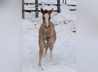 American Quarter Horse, Mare, Foal (01/2026), Buckskin