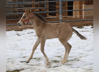 American Quarter Horse, Mare, Foal (01/2026), Buckskin