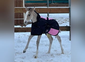 American Quarter Horse, Mare, Foal (01/2026), Buckskin