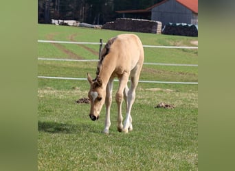 American Quarter Horse, Mare, Foal (02/2026), Buckskin