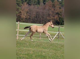 American Quarter Horse, Mare, Foal (02/2026), Buckskin