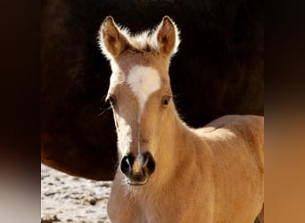 American Quarter Horse, Mare, Foal (02/2026), Buckskin