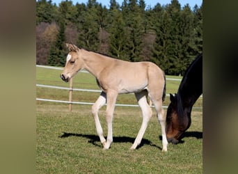 American Quarter Horse, Mare, Foal (02/2026), Buckskin
