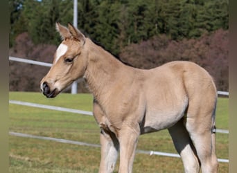 American Quarter Horse, Mare, Foal (02/2026), Buckskin