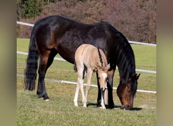 American Quarter Horse, Mare, Foal (02/2026), Buckskin