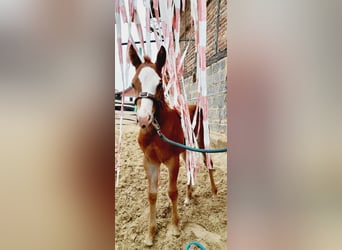 American Quarter Horse, Mare, Foal (05/2024), Chestnut-Red