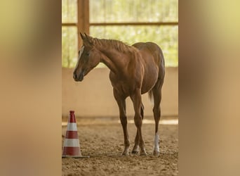 American Quarter Horse, Mare, Foal (04/2025), Chestnut-Red