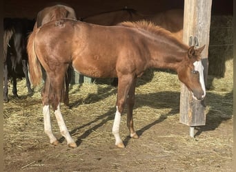 American Quarter Horse, Mare, Foal (05/2023), Chestnut-Red
