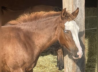 American Quarter Horse, Mare, Foal (05/2023), Chestnut-Red