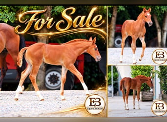 American Quarter Horse, Mare, Foal (04/2026), Chestnut-Red