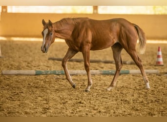 American Quarter Horse, Mare, Foal (04/2025), Chestnut-Red