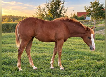 American Quarter Horse, Mare, Foal (04/2026), Chestnut-Red