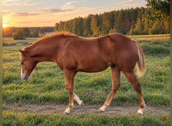 American Quarter Horse, Mare, Foal (04/2026), Chestnut-Red